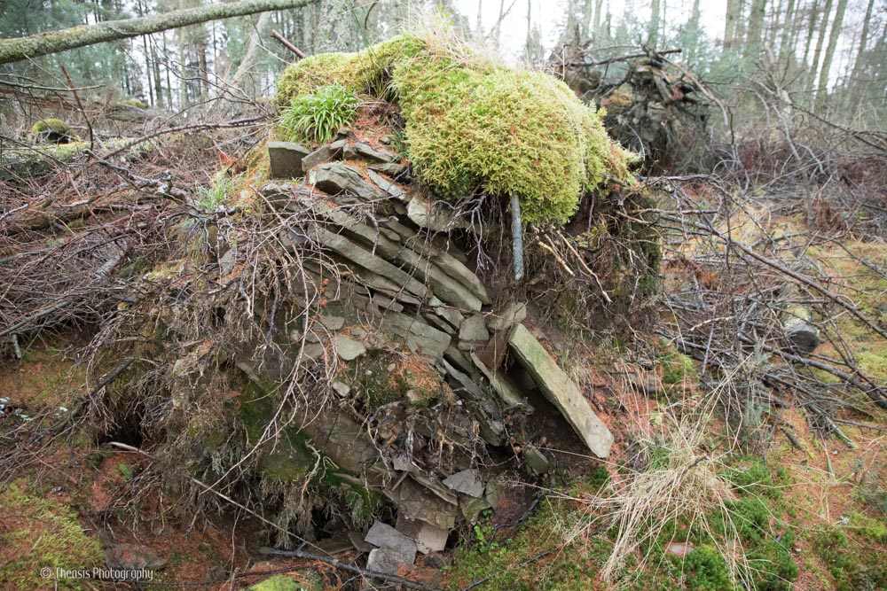 Flagstones and rubble held by the roots of a fallen tree.